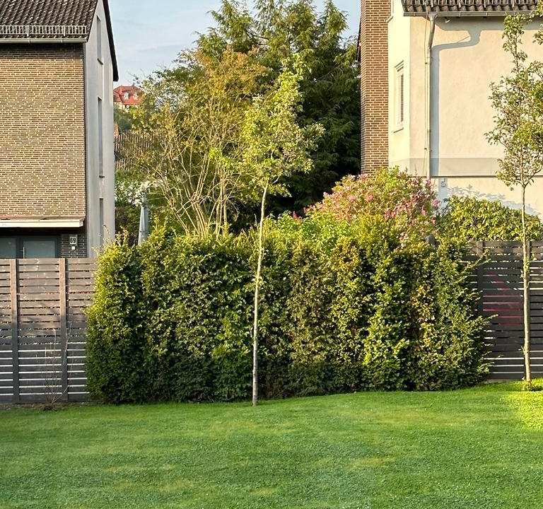 Fertige Rasenanlage mit Hecken und jungen Bäumen in Vellmar