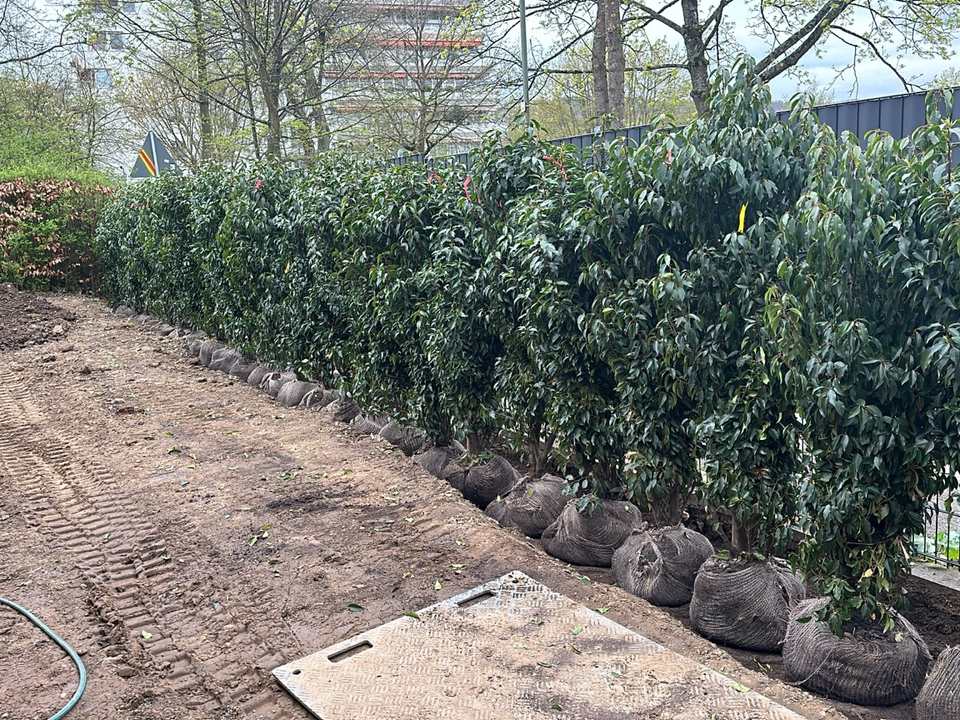 Anlage eines gepflasterten Gartenwegs mit Naturstein-Einfassung