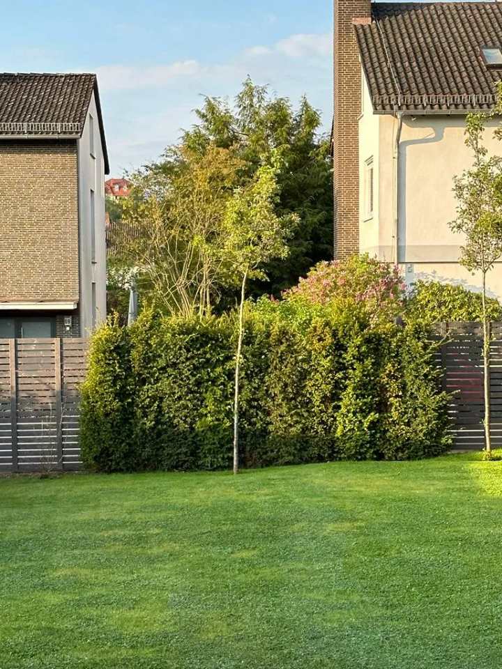 Sattgrüne Rasenfläche mit dichter Hecke und mehreren jungen Bäumen in einer gepflegten Gartenanlage