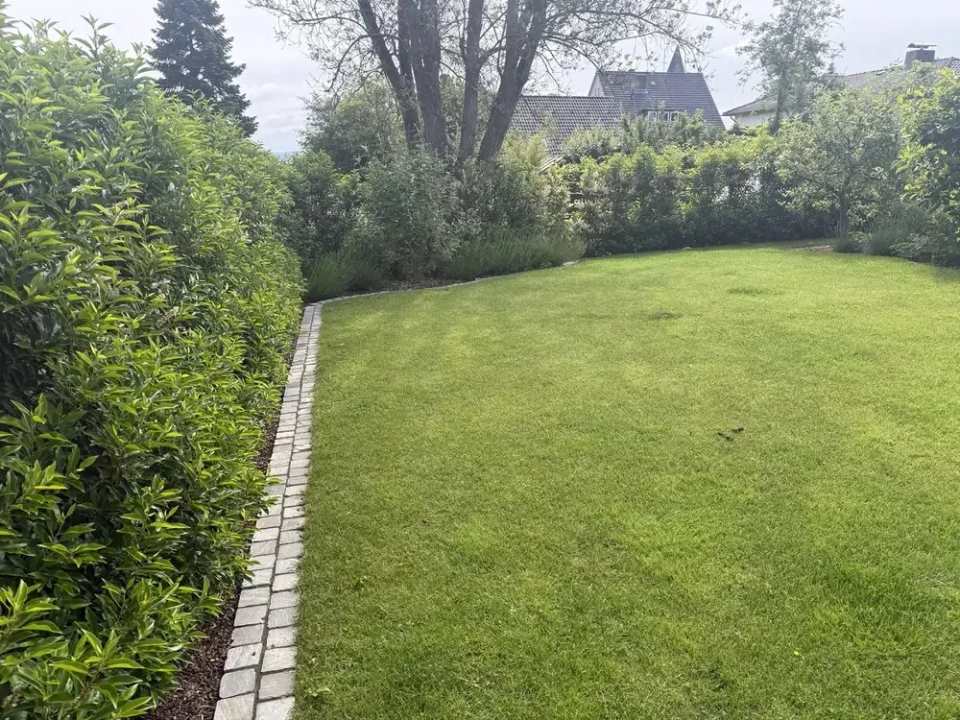 Große gepflegte Rasenfläche mit dichter Hecke und gerader Pflastereinfassung entlang des Beets