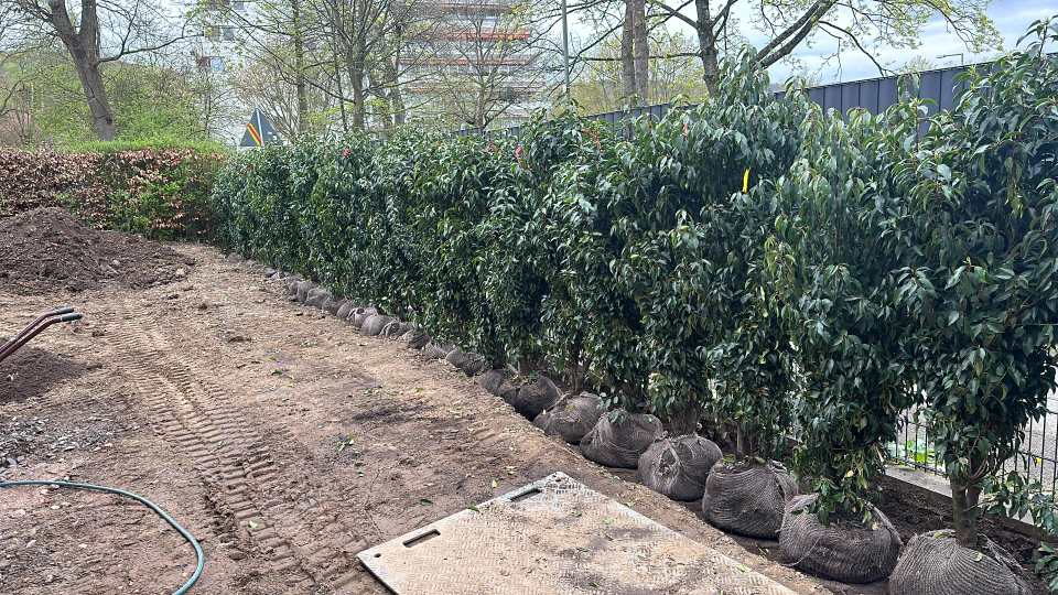 Reihe großer Ballengehölze steht entlang eines Zauns für die Pflanzung einer dichten Hecke bereit