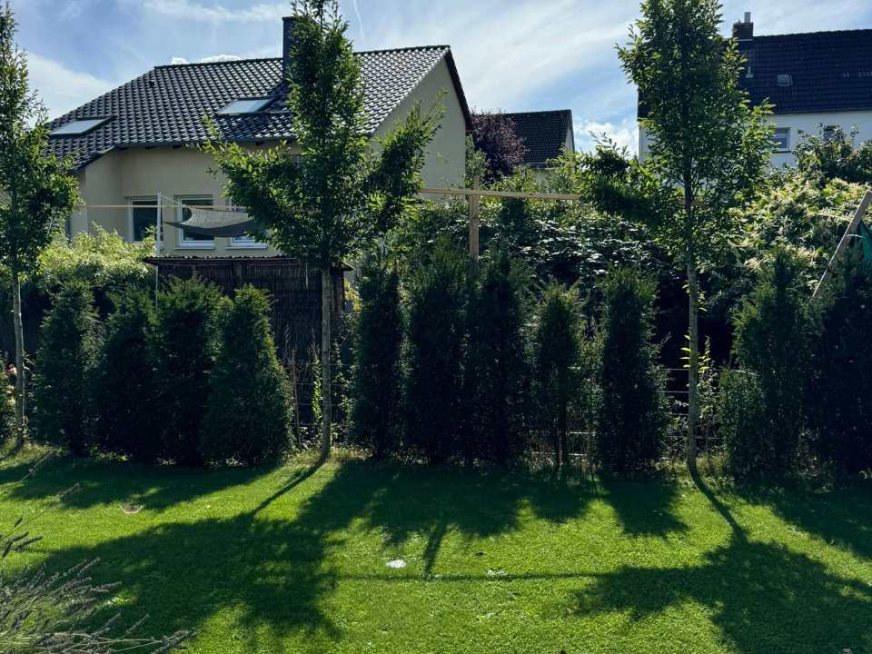 Sattgrüne Rasenfläche mit dichter Hecke und mehreren jungen schmalen Bäumen in einem gepflegten Garten